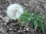 Art Map: Blumen_Pusteblume