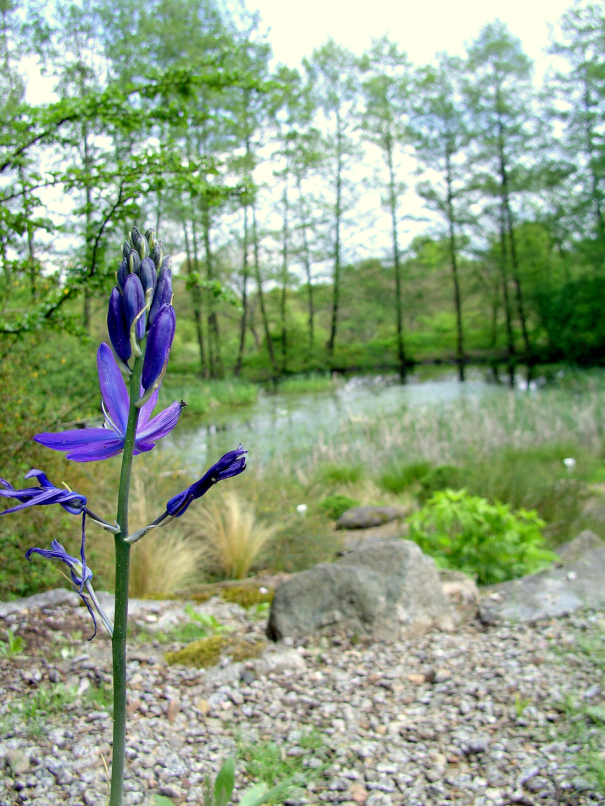 flower with pond