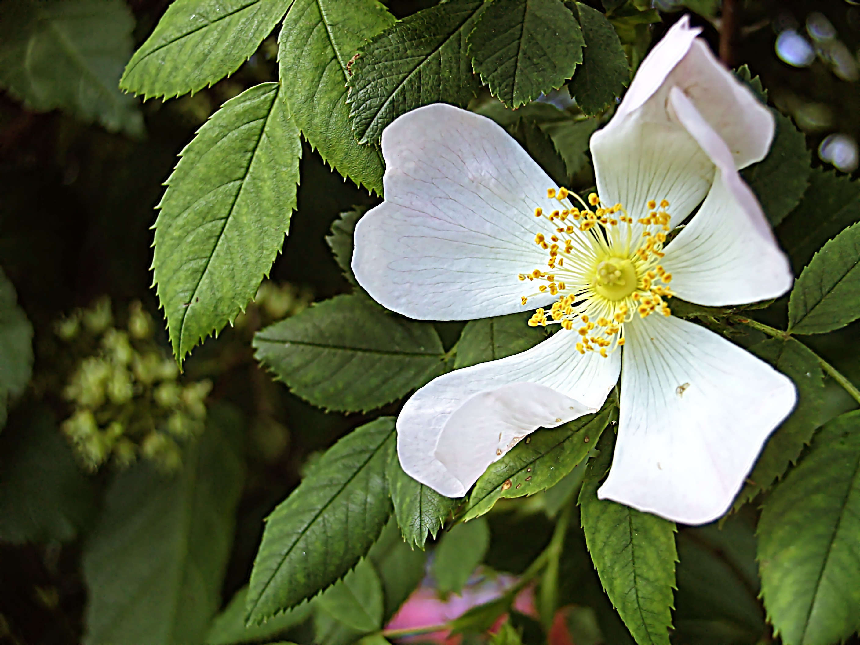 white flower