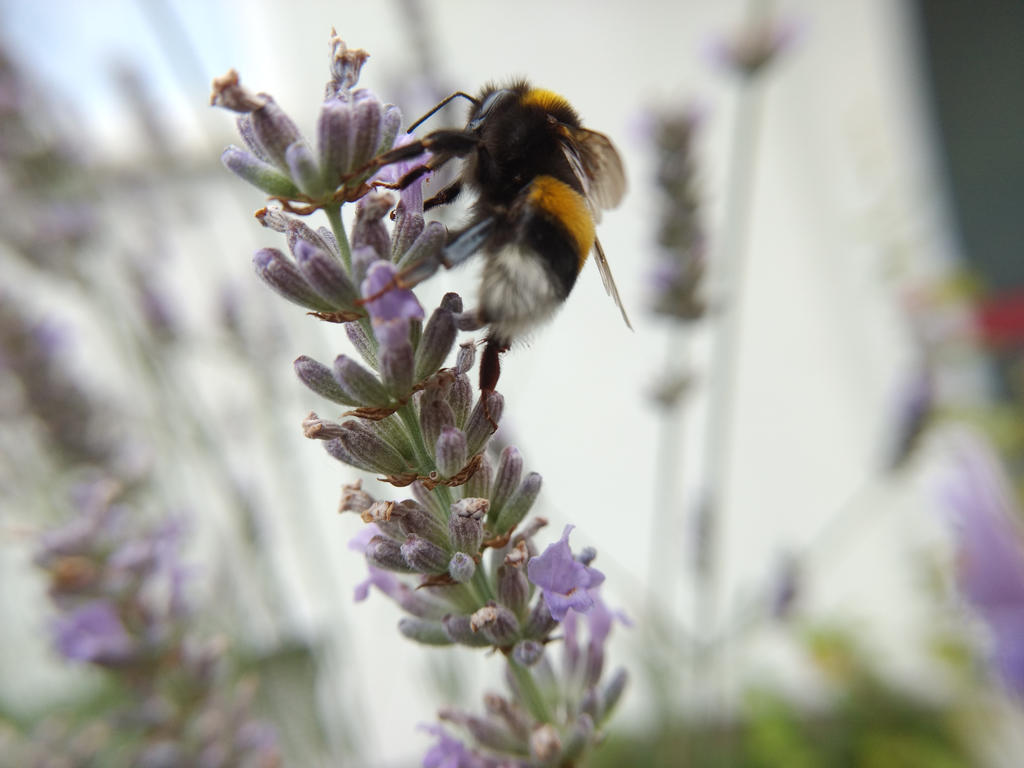 Hummel