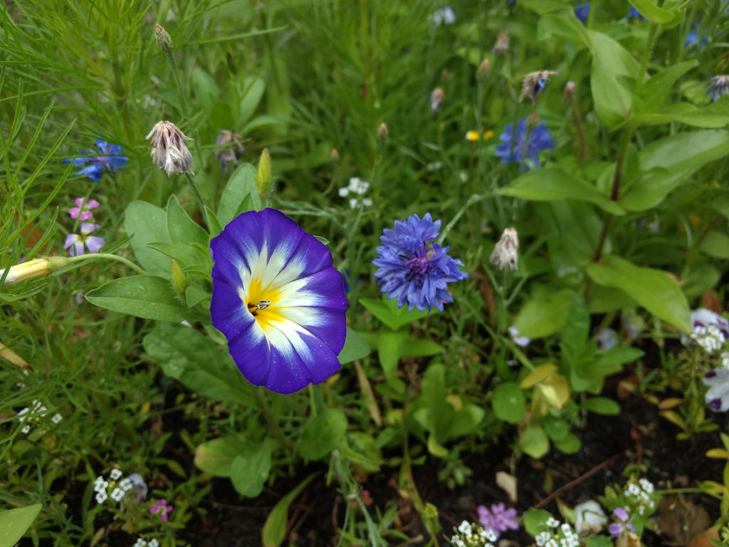 Purple Flower