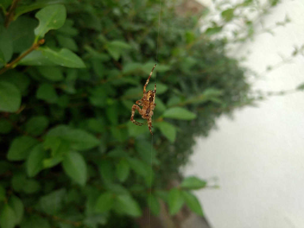 Spider dance