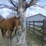 Gunner and the Tree