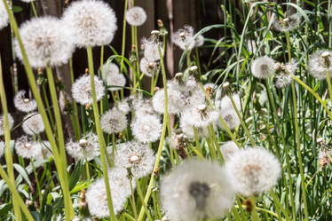 Dandelion Forest