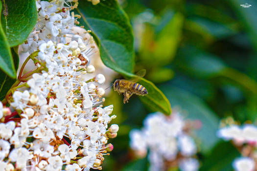 Bee Flight