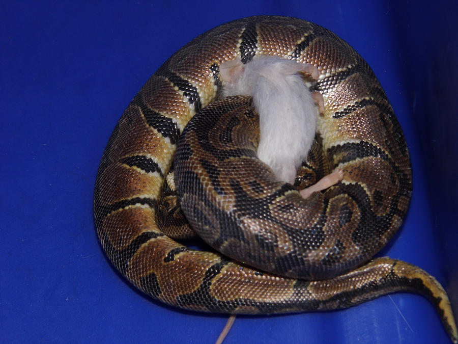 Constrict by TheShadowBane on DeviantArt