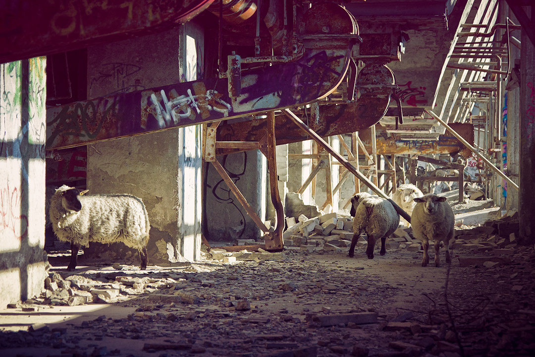 industrial sheeps 3