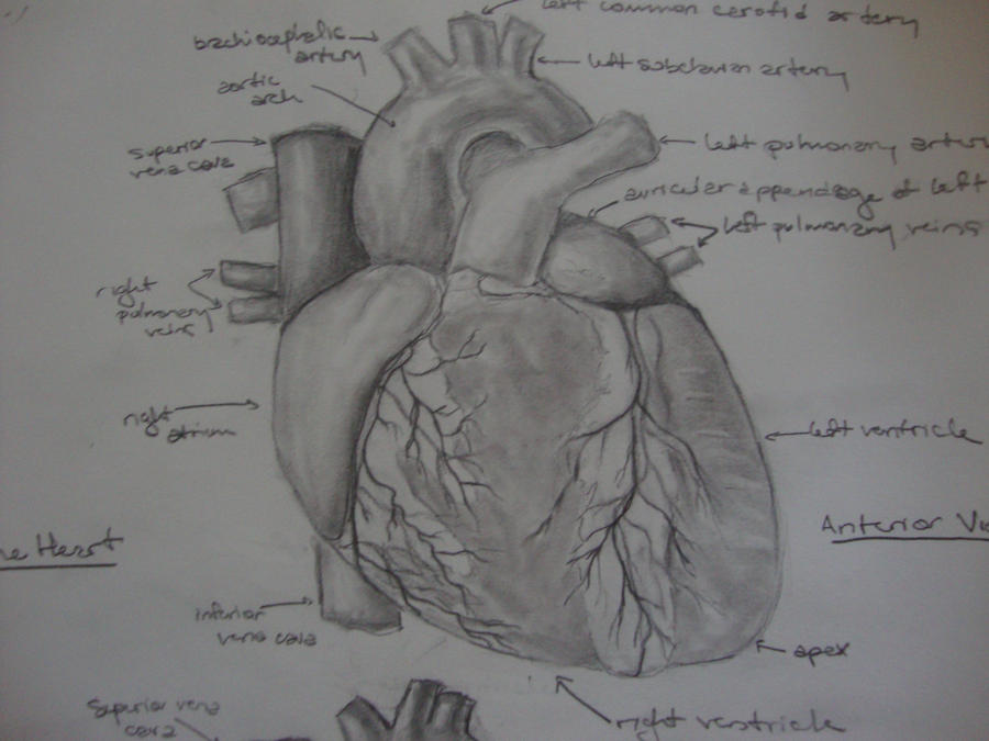 The Human Heart: Anterior View by clpeters on DeviantArt