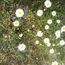 Roadside Flowers