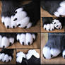 Black and white sockpaws - CMSH