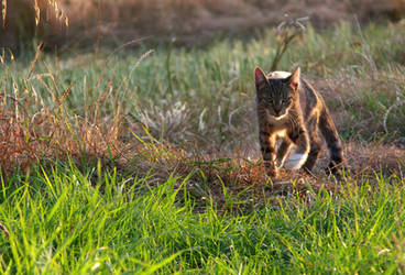 On the walk I found a tiger by najsampierw