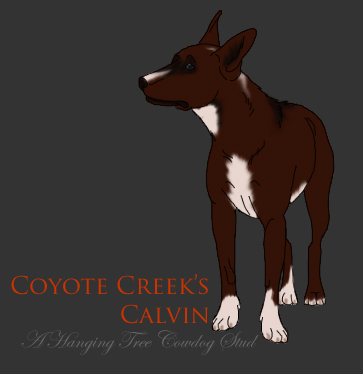 Coyote Creek's Calvin