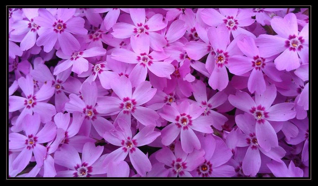 Surrounded by Pink by NightShadow131