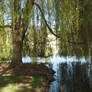 Weeping Willow Stock