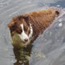 Dog in water swimming stock 1