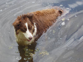 Dog in water swimming stock 1