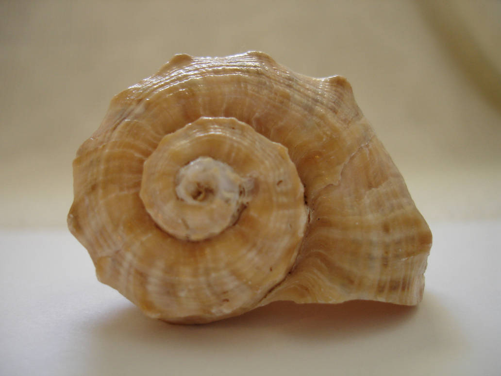 Betch Shell Beach Shell Stock One by Tefee-Stock on DeviantArt