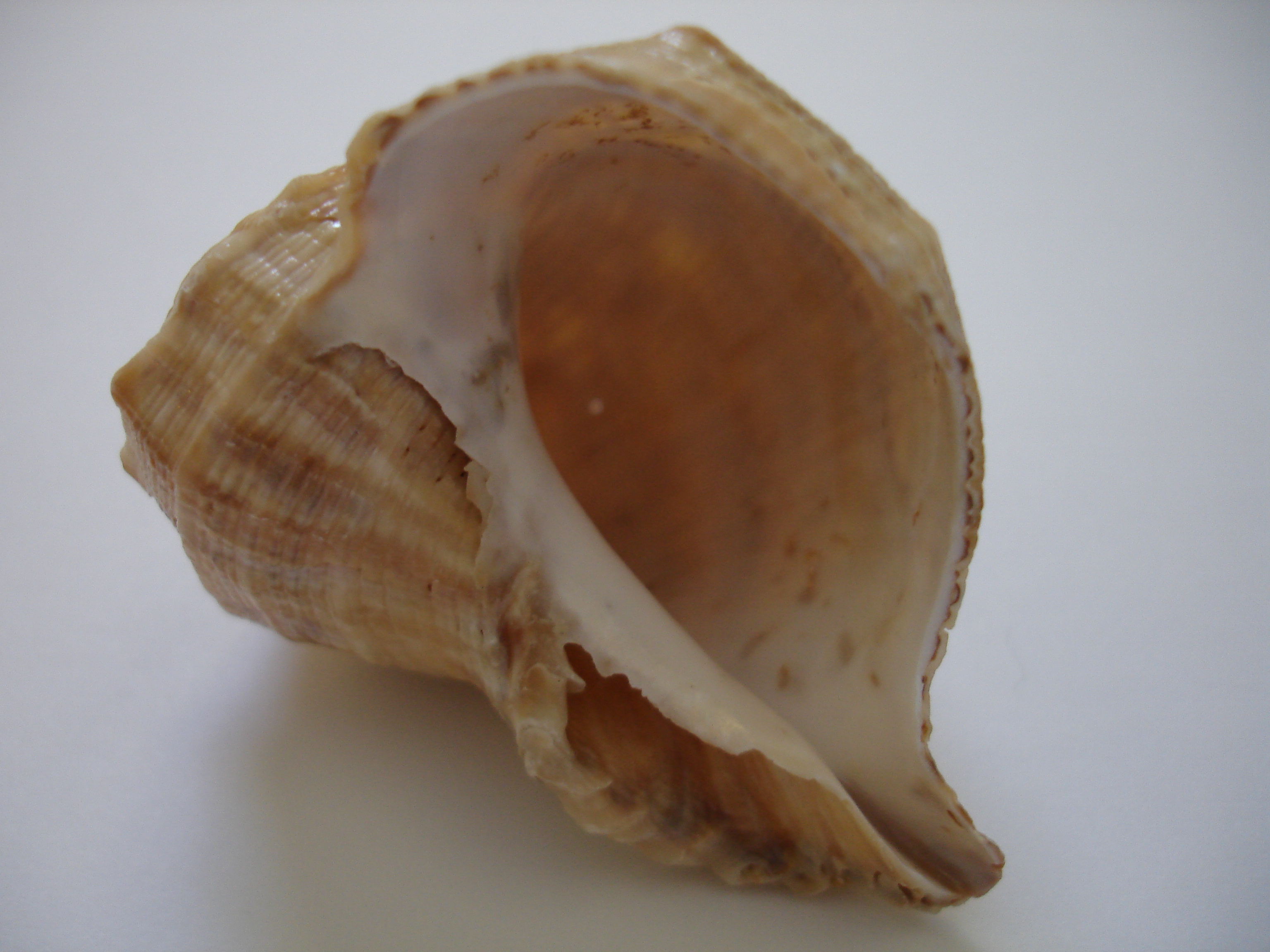 Beach Shell Stock Six