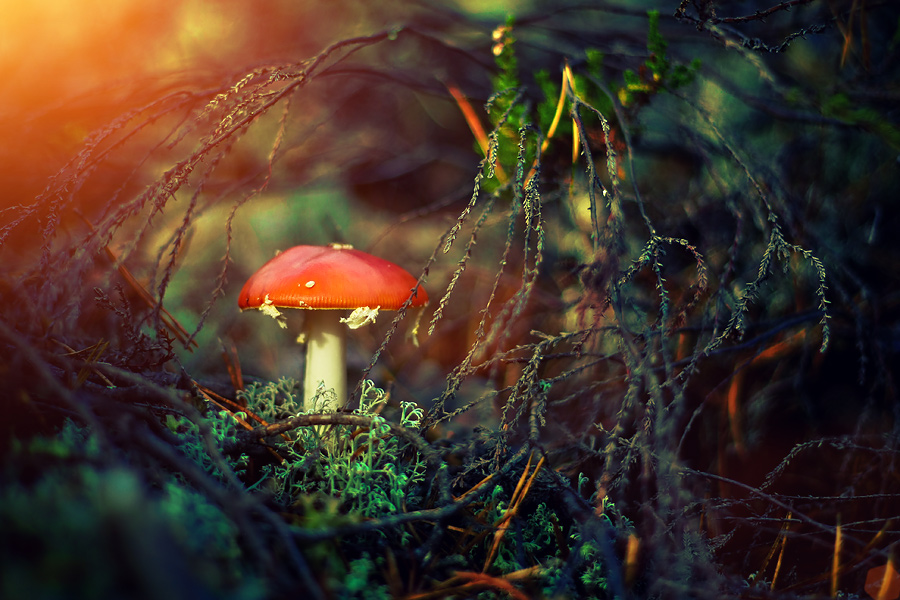 Magic Mushroom