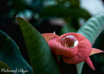 Droplet on the flower