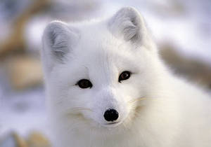 arctic fox