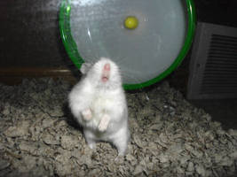 my hamster