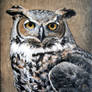 Great Horned Owl