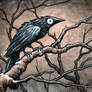 Black Bird Watercolour VI
