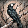 Black Bird Watercolour VII
