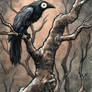 Black Bird IX ink and watercolour