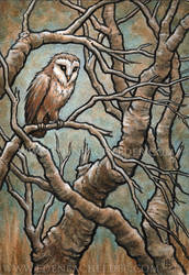 Little Owl ink and watercolour