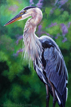 Great Blue Heron