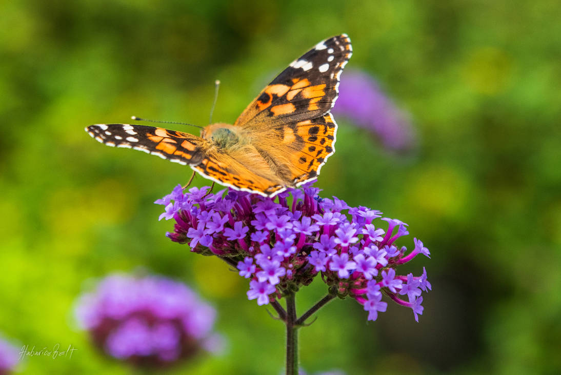 Variegated butterfly flies up from purple flower by HabaricsZs on ...