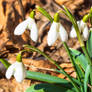 Snowdrops