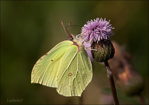 Butterfly