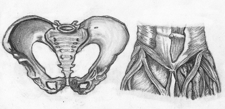 Hip Example Drawing Pencil Drawing Hips by whendt on DeviantArt