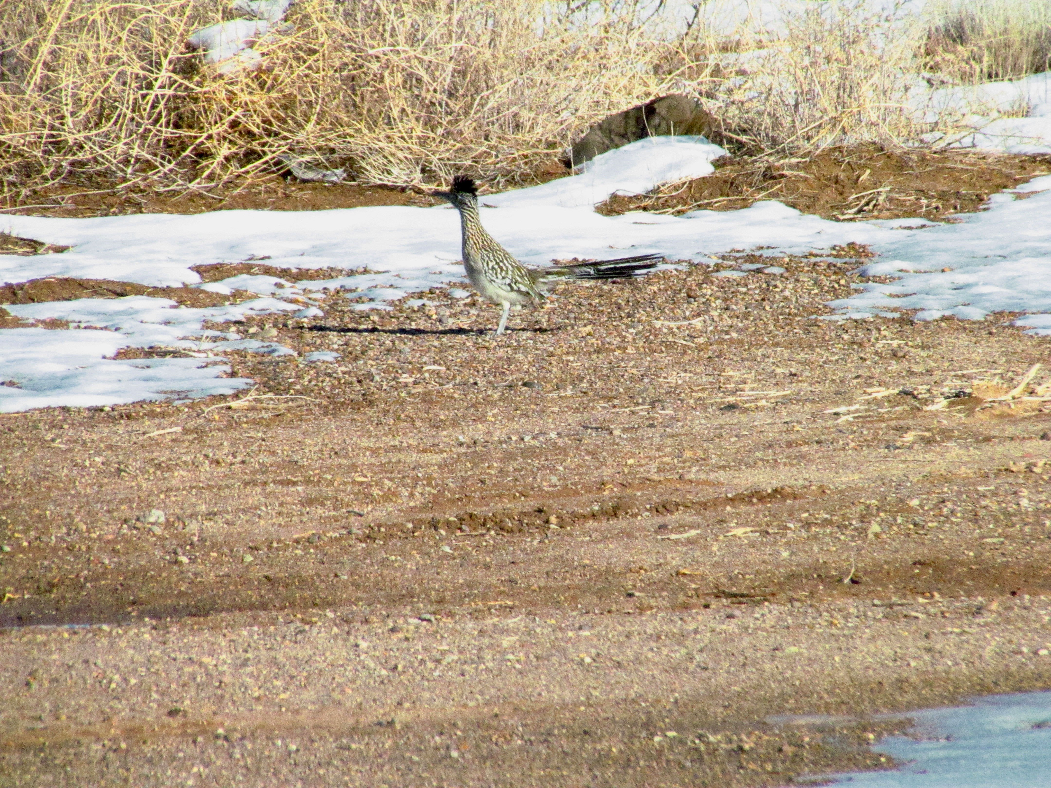 Beep Beep Roadrunner