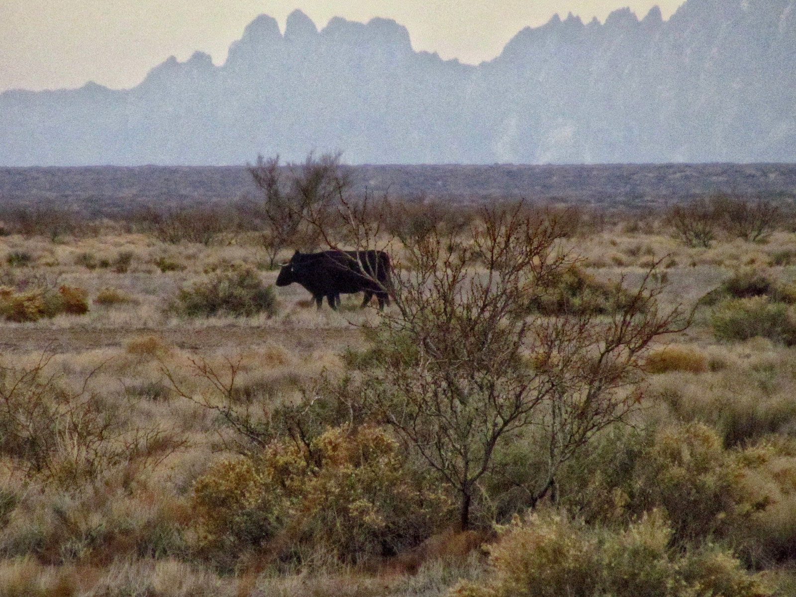 A Bull out in the field