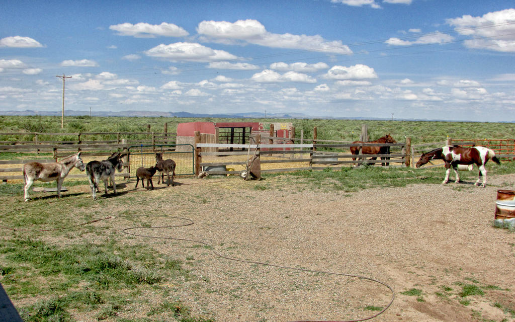 Donkeys,horses, and dogs