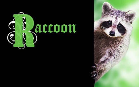 Raccoon