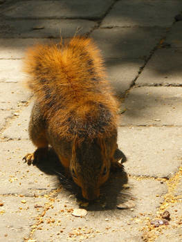 Xx-Squirrel 2-xX