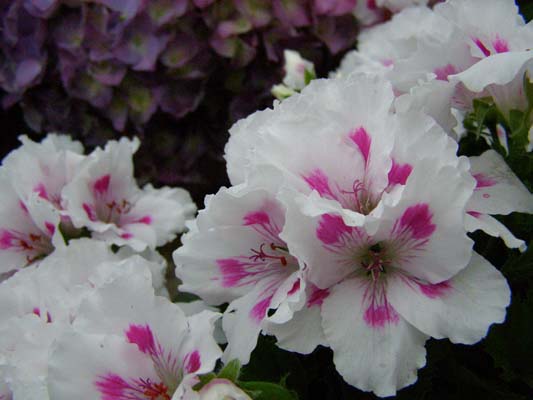 Royal Geraniums