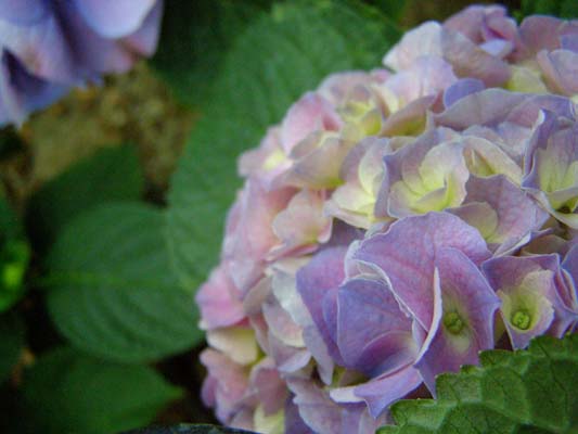 Purple and Green Hydrangea