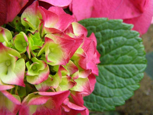 Bold Pink and Green Hydrangea