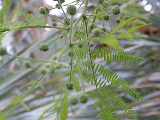 Fern-Like Tree