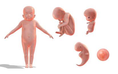 Fetus 5-piece set