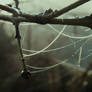 arachnid raindrop