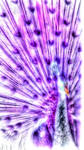 Mesmerized Peacock by Creative-Secrets