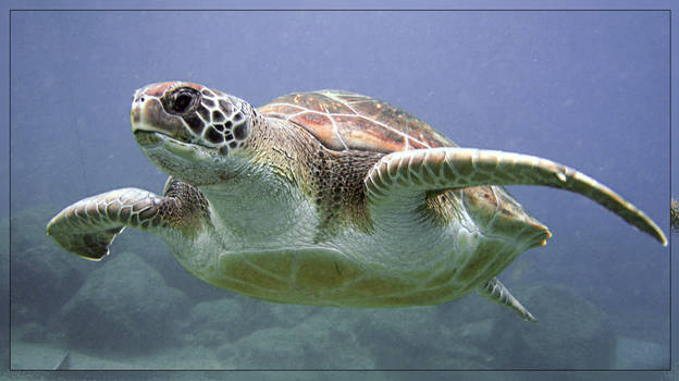 Honu II