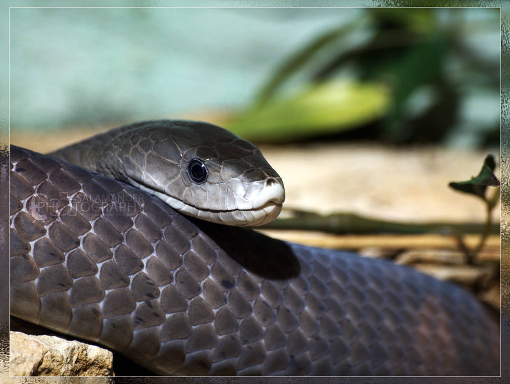 Black Mamba by Narked-Photographer on DeviantArt